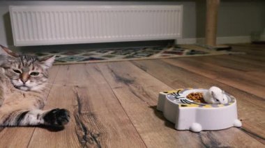 Cat food. The cat looks at the plate with cat food into which the hamster climbed.