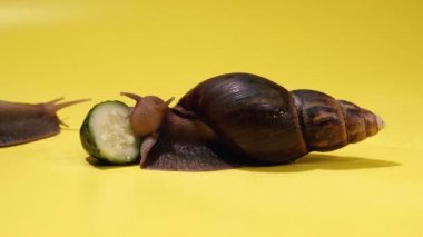 Snail. Snail eats a green cucumber.