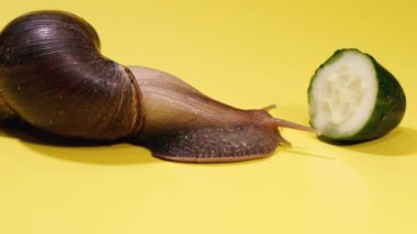 Snail. Snail eats a green cucumber.
