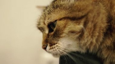 Portrait of a cat. Closeup of the face of a cat that lies on a chair.