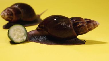 Snail. Snail eats a green cucumber.