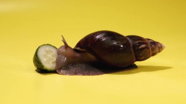 Snail. Snail eats a green cucumber.