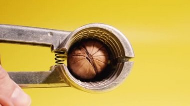 Walnut. Hand with a tool pricks walnuts.