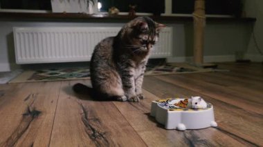 Cat food. The cat looks at the plate with cat food into which the hamster climbed.