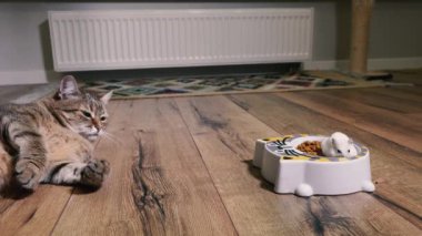 Cat food. The cat looks at the plate with cat food into which the hamster climbed.