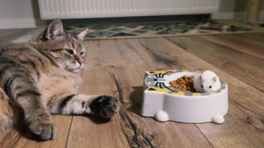 Cat food. The cat looks at the plate with cat food into which the hamster climbed.