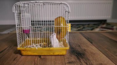 Hamsters. A cage with hamsters is standing on the floor of an apartment.
