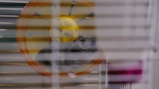 Hamster Ein Hamster Käfig Läuft Auf Einem Laufrad — Stockvideo