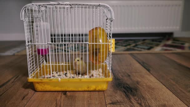 Hamsters Een Kooi Met Hamsters Staat Vloer Van Een Appartement — Stockvideo