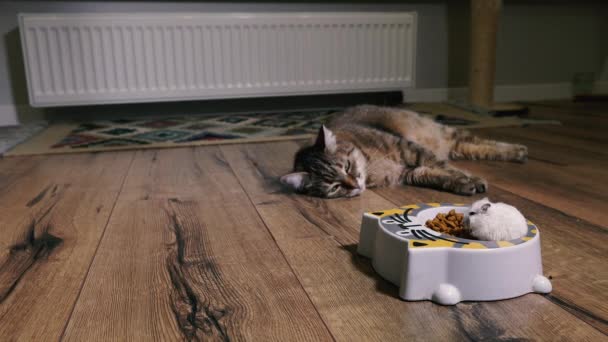 Makanan Kucing Kucing Itu Melihat Piring Dengan Makanan Kucing Mana — Stok Video