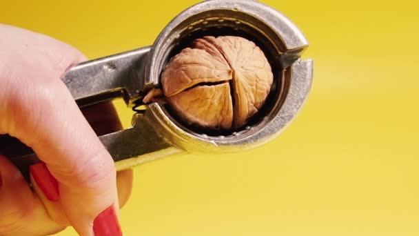 Walnut Hand Tool Pricks Walnuts — Stockvideo