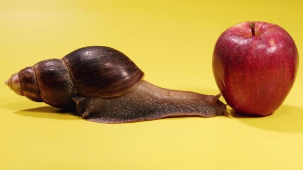 Snail Snail Eats Red Apple — Stok video