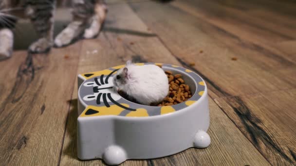 Γατοτροφή Γάτα Κοιτάζει Πιάτο Γατοτροφή Στην Οποία Ανέβηκε Χάμστερ — Αρχείο Βίντεο