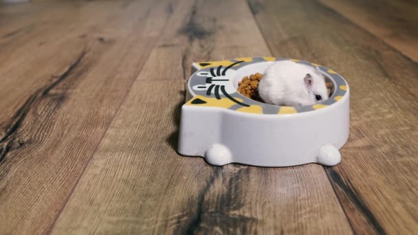 Makanan Kucing Hamster Itu Naik Piring Dengan Makanan Kucing — Stok Video