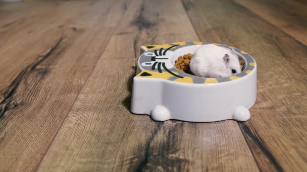 Cat Food Hamster Climbed Plate Cat Food — Stock Video