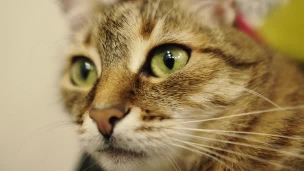 Portrait Cat Closeup Face Cat Lies Chair — Stockvideo