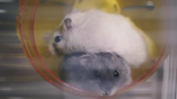 Graag Gedaan Een Hamster Een Kooi Loopt Een Loopwiel — Stockvideo