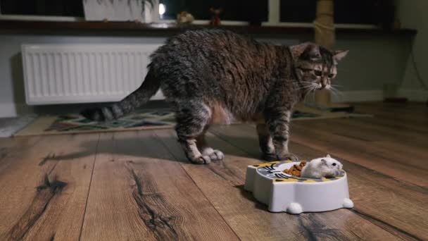 Comida Para Gatos Gato Mira Plato Con Comida Gato Que — Vídeos de Stock