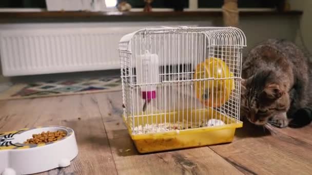 Haustiere Die Katze Blickt Den Käfig Dem Die Hamster Leben — Stockvideo