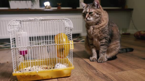 Huisdieren Kat Kijkt Kooi Waarin Hamsters Leven — Stockvideo