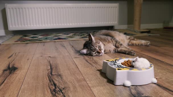 Comida Gato Gato Olha Para Placa Com Comida Gato Qual — Vídeo de Stock