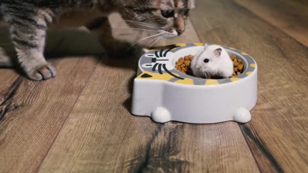 Kattenvoer Kat Kijkt Naar Plaat Met Kattenvoer Waarin Hamster Geklommen — Stockvideo