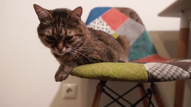 Chaise Chat Repose Sur Une Chaise — Video