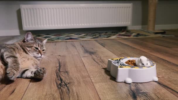 Γατοτροφή Γάτα Κοιτάζει Πιάτο Γατοτροφή Στην Οποία Ανέβηκε Χάμστερ — Αρχείο Βίντεο