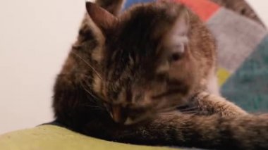 Kedi. Kedi sandalyeye uzanır ve yüzünü yıkar..