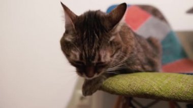 Kedi. Kedi sandalyeye uzanır ve yüzünü yıkar..