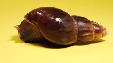 Salyangoz Salyangoz sarı arka planda sürünür..