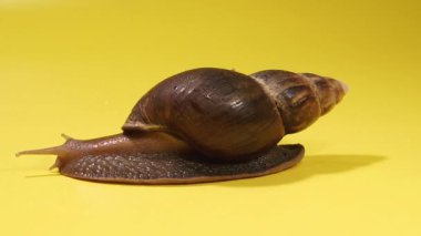 Salyangoz Salyangoz sarı arka planda sürünür..