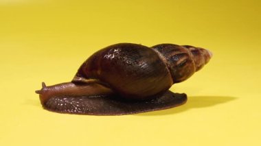 Salyangoz Salyangoz sarı arka planda sürünür..