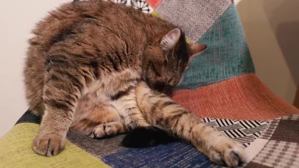 Γάτα Γάτα Ξαπλώνει Μια Καρέκλα Και Πόδι Πλένει Πρόσωπό Του — Αρχείο Βίντεο