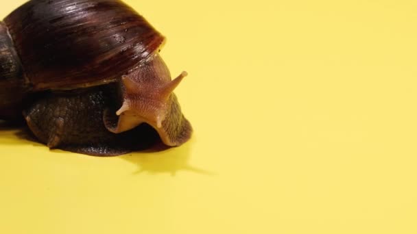 Snail Snail Creeps Yellow Background — Stock Video