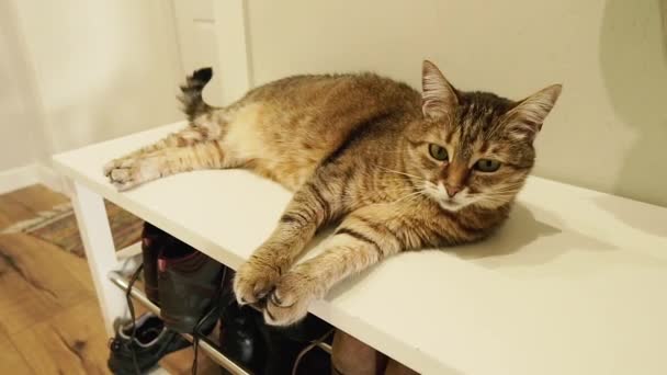 Footwear Cat Lies Hallway Bedside Table Shoes — Stock Video