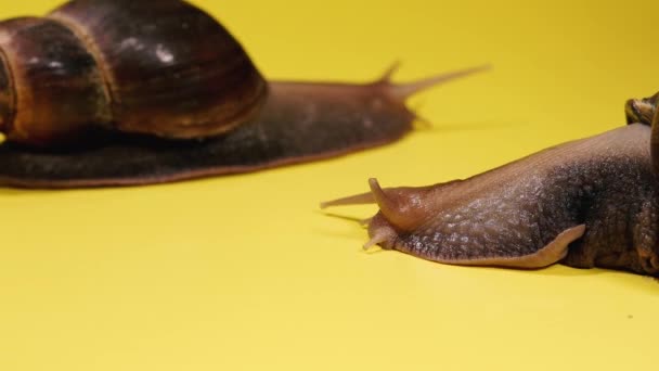 Caracol Dois Caracóis Rastejam Fundo Amarelo — Vídeo de Stock