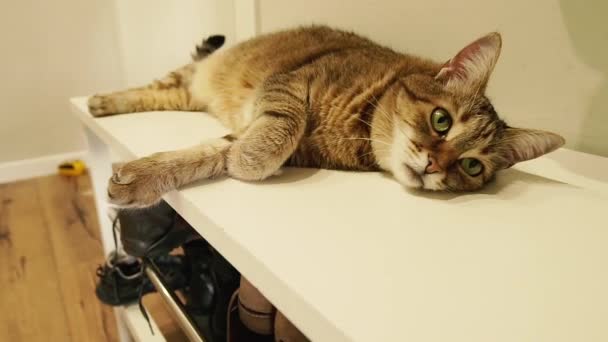 Des Chaussures Chat Trouve Dans Couloir Sur Table Chevet Avec — Video