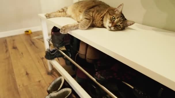 Υποδήματα Γάτα Βρίσκεται Στο Διάδρομο Στο Κομοδίνο Παπούτσια — Αρχείο Βίντεο