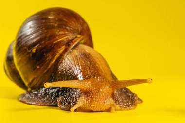 Salyangoz Bir salyangozun yakın çekimi. Makro çekim.