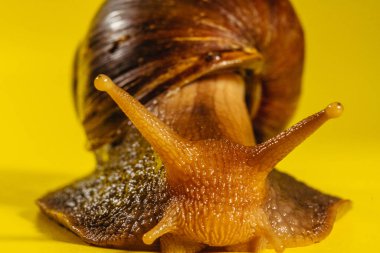 Salyangoz Bir salyangozun yakın çekimi. Makro çekim.