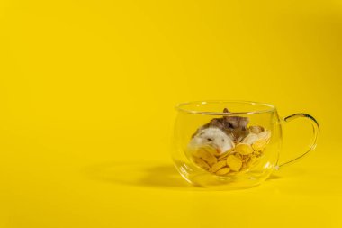 Hamster. Hamsterlar şeffaf bardaklarda oturur ve kendi evlerini yaparlar..