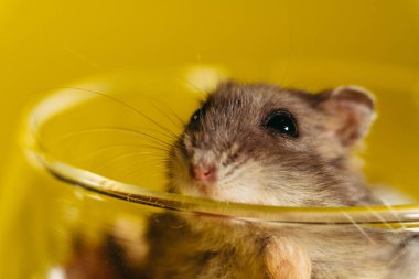 Hamster. Şeffaf bir bardakta oturan bir hamsterın portresi.