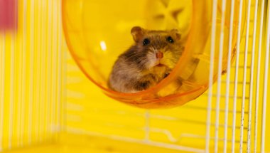 Hamster. Bir hamster bir hamster için kafeste oturur..