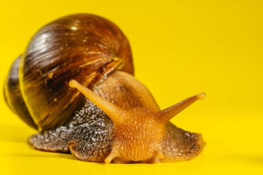 Salyangoz Bir salyangozun yakın çekimi. Makro çekim.