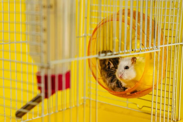 Hamster Bir Hamster Bir Hamster Için Kafeste Oturur — Stok fotoğraf