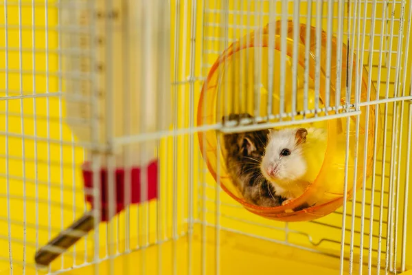 Hamster Hamster Sitter Bur För Hamster — Stockfoto