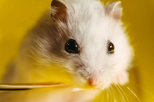 Hamster Potret Hamster Yang Duduk Cangkir Transparan — Stok Foto