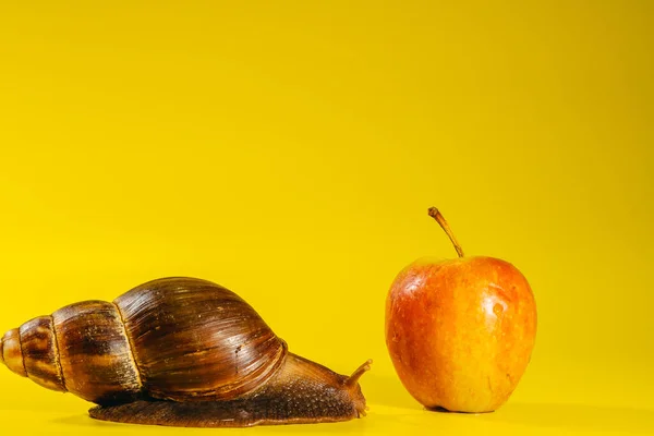 Snail Snail Eats Red Apple — Stockfoto