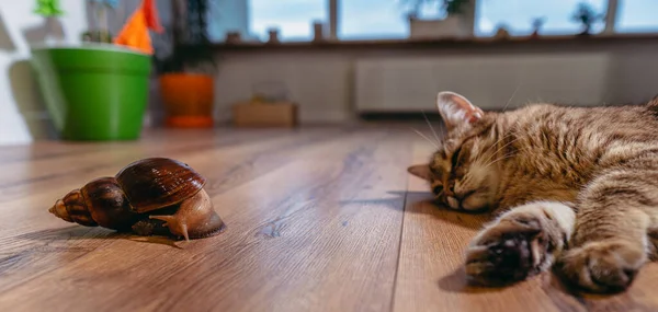 Tiere Die Katze Beobachtet Die Schnecke — Stockfoto